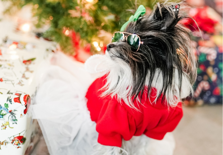 From Vision to Wardrobe: The Creative Journey of Rella (Cruella)