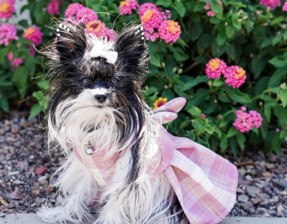 Collaborations That Speak Style: Rella (Cruella) x Creative Brands