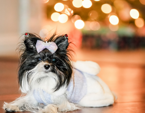 Rella (Cruella): Where Bold Fashion Meets Identity